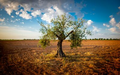 The Imagery and Significance of Trees throughout God’s Word