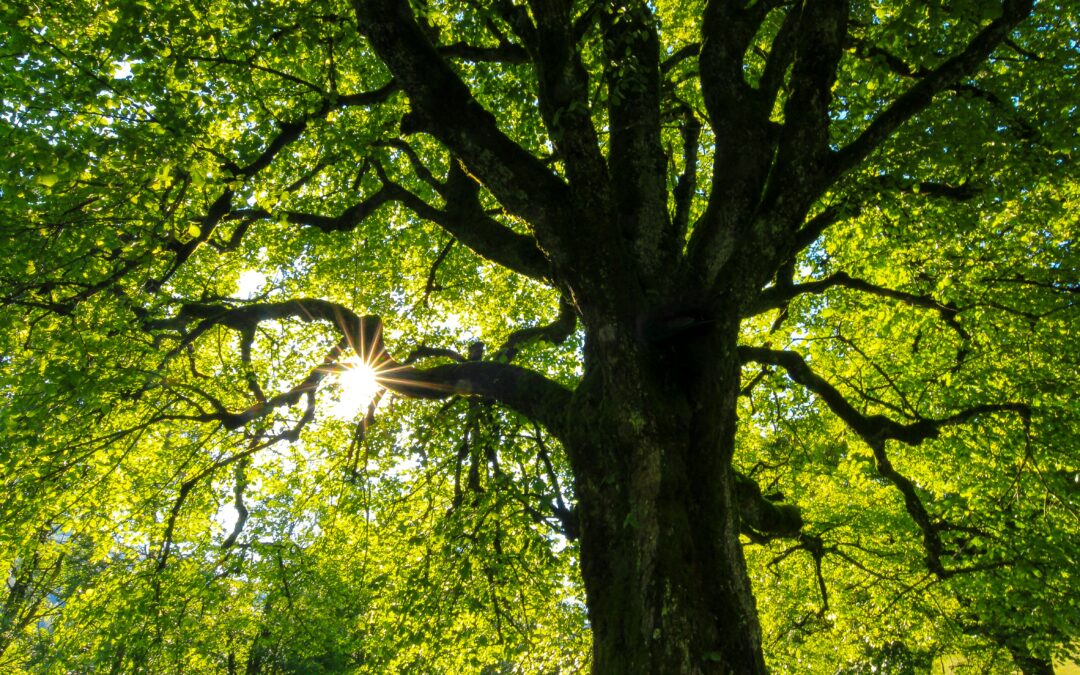 The Imagery and Significance of Trees throughout God’s Word: Part 4
