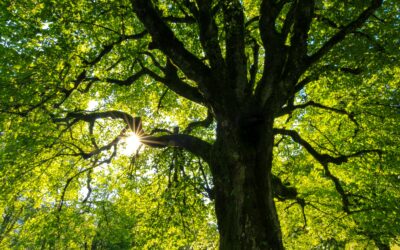The Imagery and Significance of Trees throughout God’s Word: Part 4