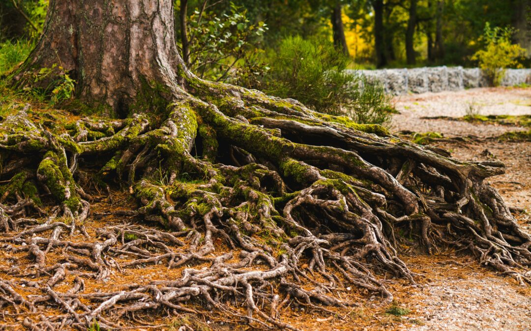 Rooted and Grounded in Love: NBBC Devotional in Ephesians