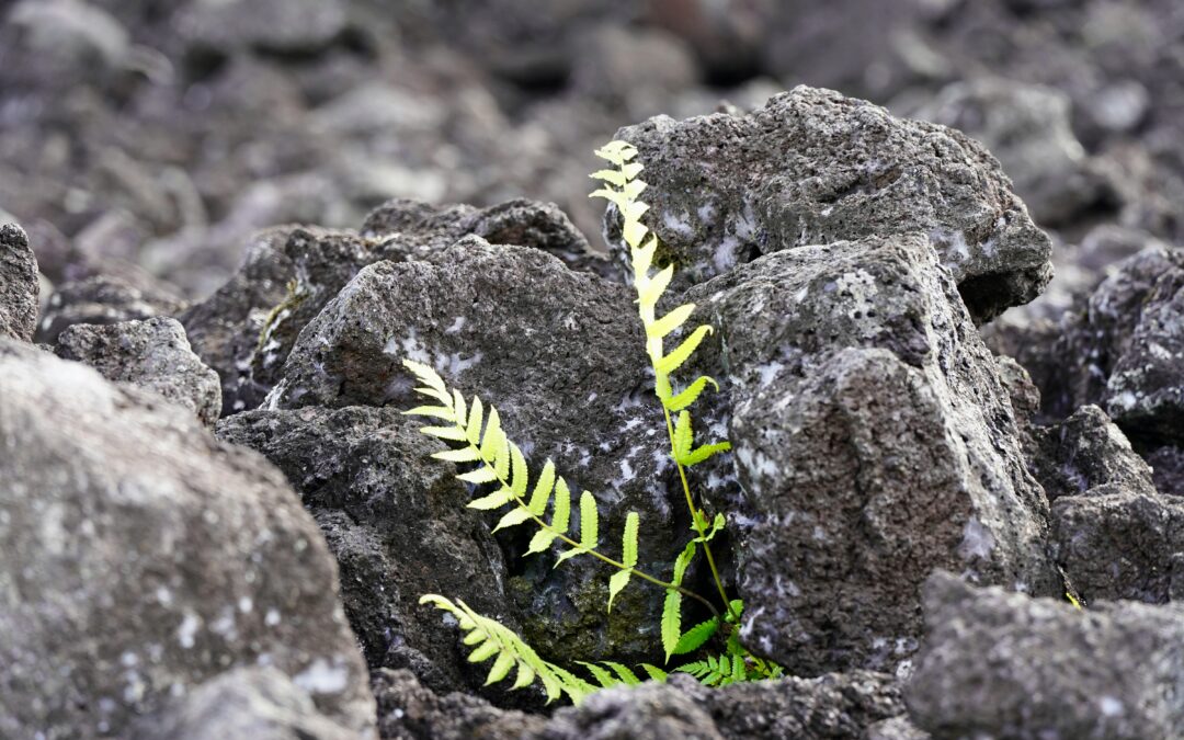 Three lessons from Joseph about how to thrive