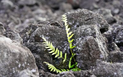 Three lessons from Joseph about how to thrive