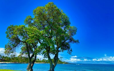 Rooted and Thriving: A Devotional on Psalm 1